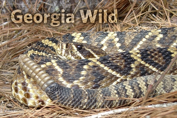 Georgia Wild masthead: eastern diamondback rattlesnake