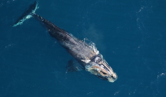 Injured and emaciated male right whale (Sea to Shore Alliance, taken under NOAA research permit 20556)