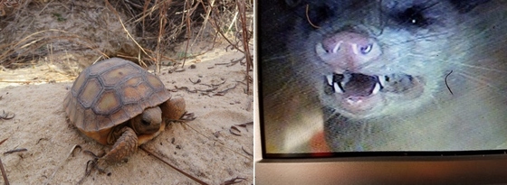 Hatchling gopher tortoise and opposum in tortoise burrow (DNR)