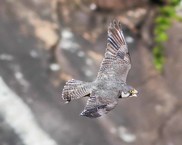 Tallulah peregrine falcon
