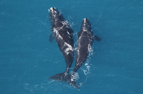 Right whales off Georgia coast Feb. 15 (Sea to Shore Alliance/NOAA permit 20556)
