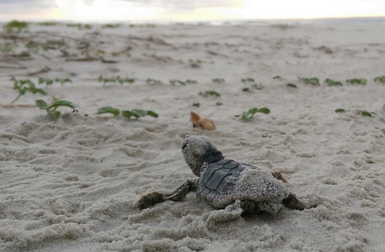 Loggerhead sea turtle hatchling 