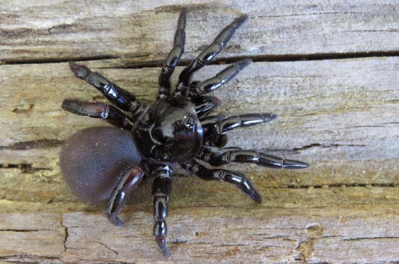 Trapdoor spider at Griffin Ridge WMA (Dirk J. Stevenson)