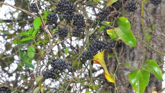 Greenbriar with fruits (Terry W. Johnson)