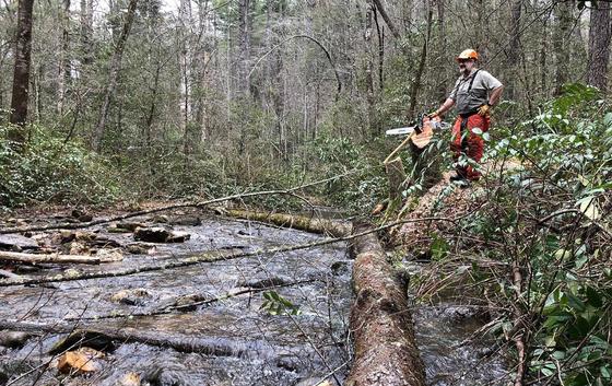 Chop and drop on Walnut Fork