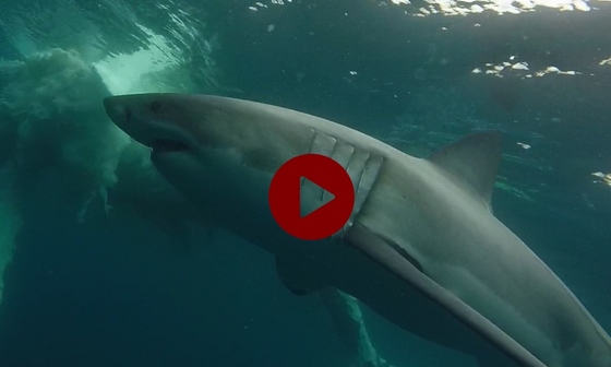 Great white shark and whale video
