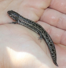 Reticulated flatwoods salamander metamorph (Jake Rogers/DNR)