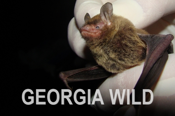 Georgia Wild masthead: southeastern bat