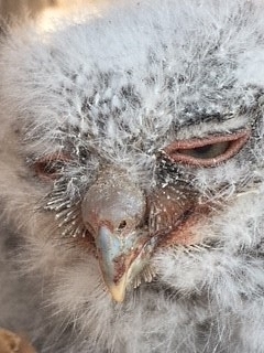 Eastern screech owlet (Ashley Harrington)