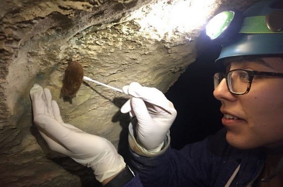 Swabbing a tri-colored bat