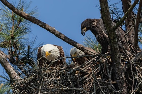 Bald eagles on nest (Gena Flanigen)