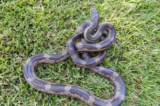 Gray blotched-phase rat snake (Matt Moore)
