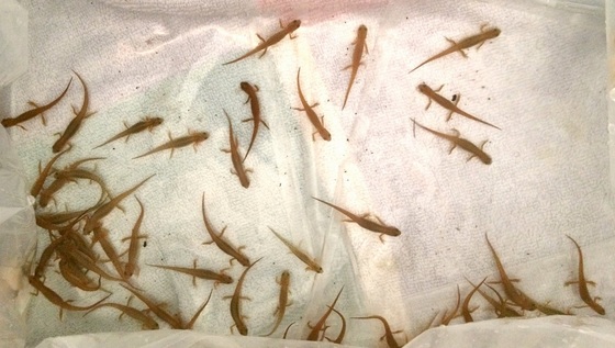 Young striped newts (Amphibian Foundation)