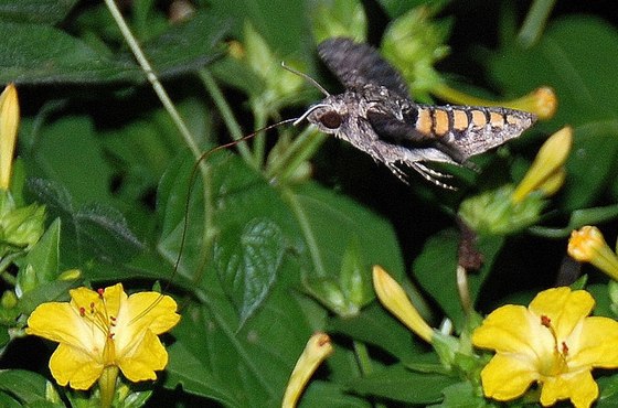 Carolina sphinx moth (Terry W. Johnson)