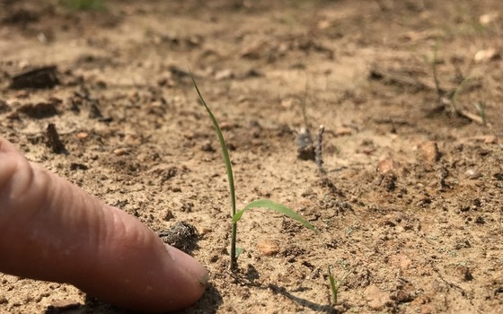 Germinating yellow Indian grass at Sweetwater Creek State Park (DNR)