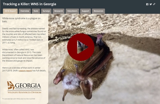 DNR white-nose syndrome 2018 report