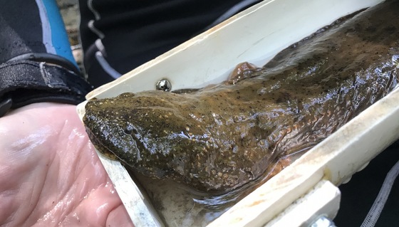 Heads-up while assessing a large hellbender (Emily Ferrall/DNR)
