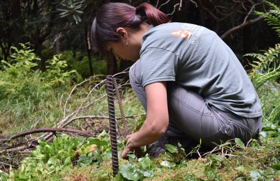 DNR's Sabrina Sewell checks rare plants during the bog work day (Aubrey Pawlikowski/DNR)