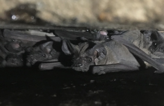 Bats roosting in a bridge expansion joint (Katrina Morris/DNR)