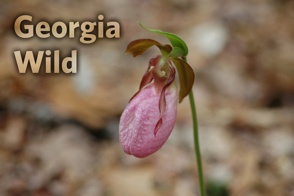 Georgia Wild masthead: pink ladyslipper (Bill Goldstrohm)