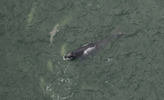 Seventh right whale calf, with dolphins (Sea to Shore Aliance/NOAA Permit 20556-01)