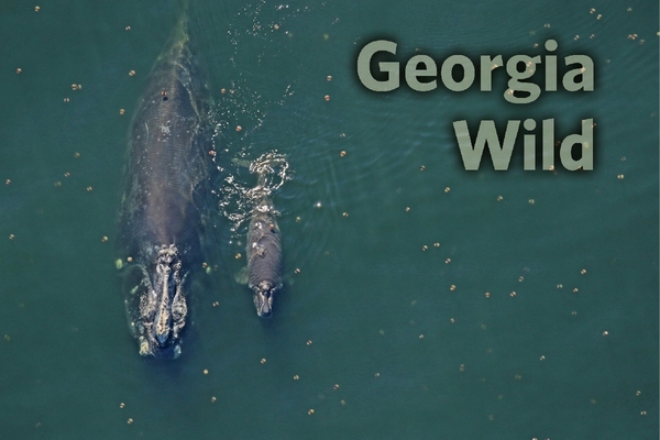 GaWild masthead: Right whale and calf (Florida FWC/NOAA permit 20556-01_20190106)