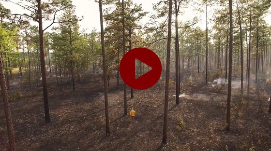 Partners for Conservation video of Reese Thompon and longleaf pine