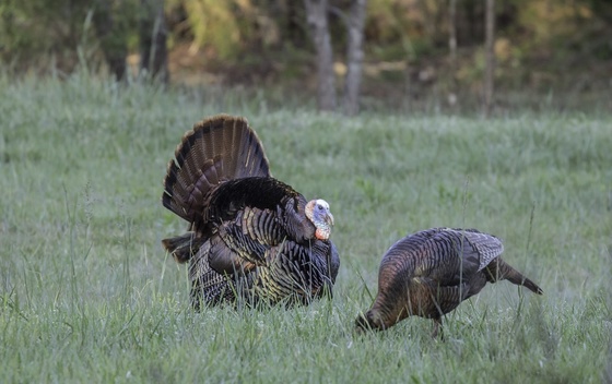 Wild turkeys (Joe Berry)