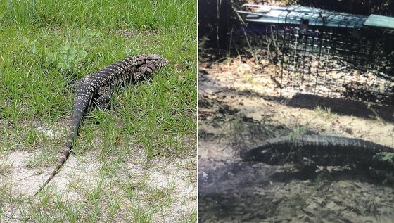 Tegus in the wild in Toombs County (Photos provided to or taken by DNR)