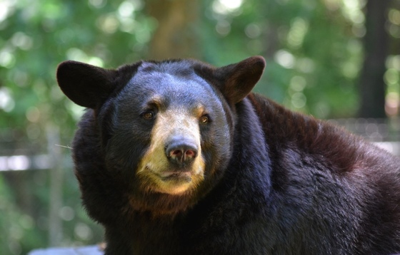 Black bear