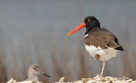 American oystercatcher and chick. (Tim Keyes/DNR)