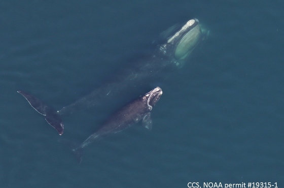 Right whale 1204 with her calf in Cape Cod Bay (Center for Coastal Studies/NOAA permit 19315-1)