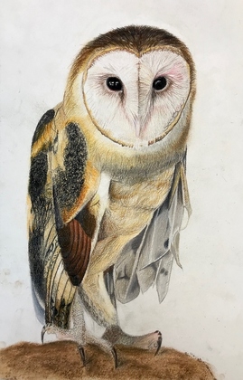 Barn owl winner in YBC T-shirt Art Contest