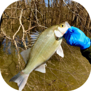 White Bass