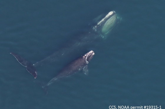 Right whale 1204 with calf in Cape Cod Bay (Center for Coastal Studies/NOAA permit 19315-1)