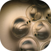 Striped Bass eggs before hatching