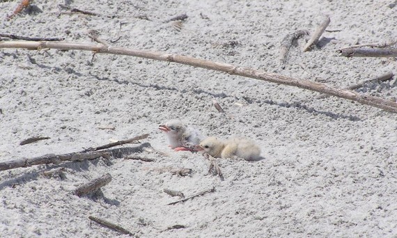 Least tern chicks (DNR)