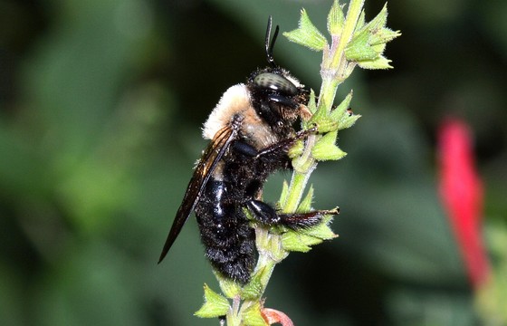 Bumblebee (Terry W. Johnson)