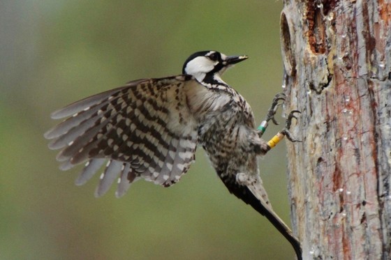 Red-cockaded woodpecker bringing food to a nest at Silver Lake (Josiah Lavender/DNR)