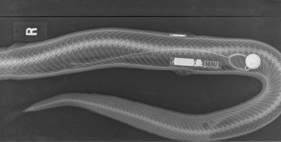 Rattler x-ray shows quail collar (coin-like), snake tag (long object) and PIT tag (Hammond Hills Animal Hospital).