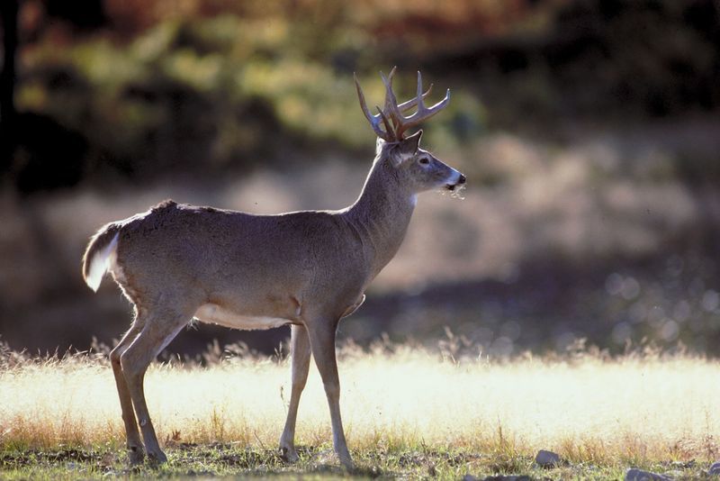 🚨 Chronic Wasting Disease Detected In Florida Deer Help Prevent Spread To Georgia 🚨 4029