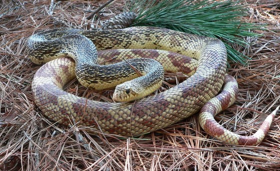 Northern pine snake (John Jensen/DNR)
