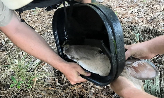Staff carefully remove the trash can lid from the doe's head (DNR)
