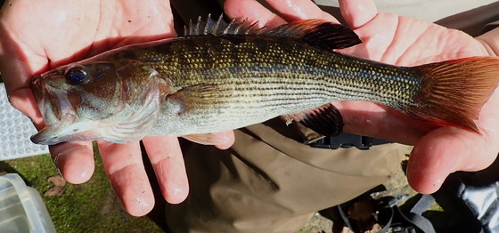 Chattahoochee bass: slight but spunky and beautiful (DNR)