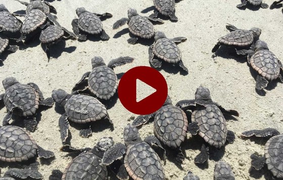 Loggerhead hatchlings on Ossabaw (Ashley Raybould/DNR)