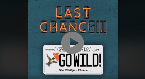 Hummingbird license plate GIF
