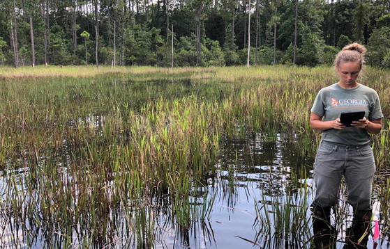 DNR's Melanie Flood assesses vegetation at a south Georgia pond (DNR)