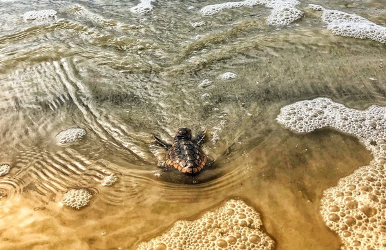 A loggerhead hatchling reaches the surf on Ossabaw Island (Caleigh Quick/DNR)