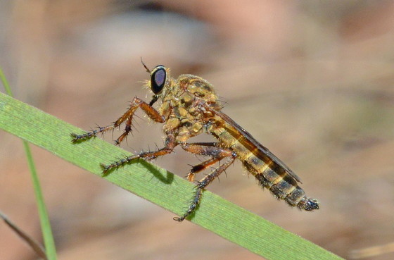 One of the faster burrow obligate commensal: a gopher tortoise burrow robber fly (Giff Beaton)
