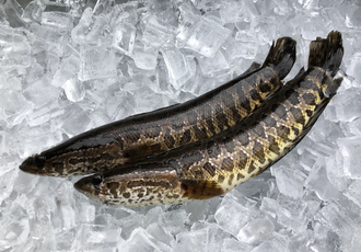 snakehead